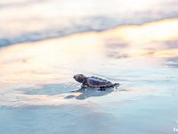 Sunset Hatchling-1366x768